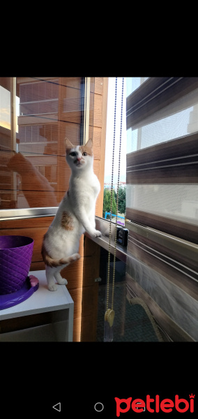 Japon Bobtail, Kedi  Bal fotoğrafı