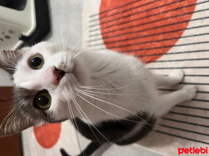 Tekir Kedi, Kedi  Sakız fotoğrafı