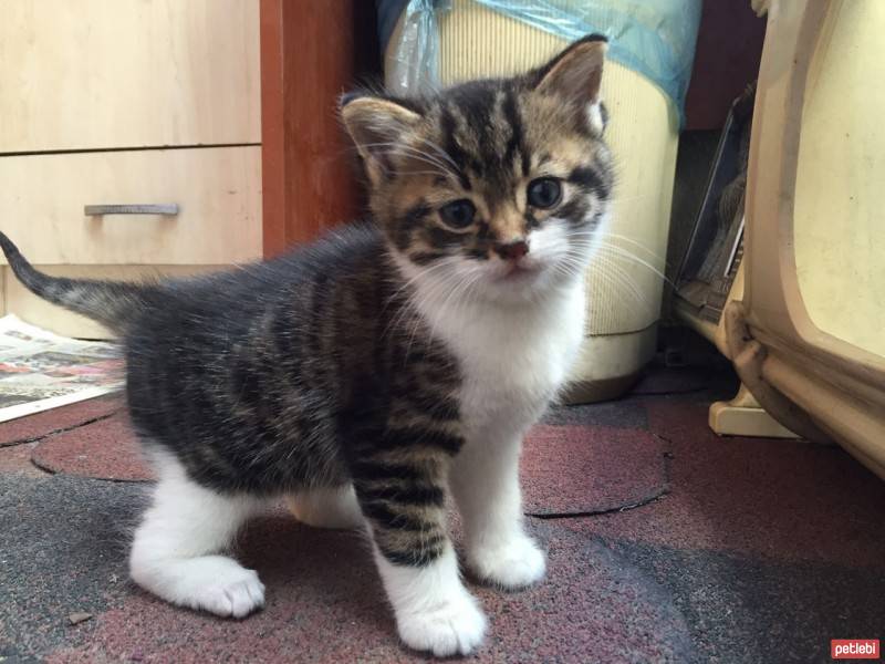 Tekir Kedi, Kedi  Maymuş fotoğrafı