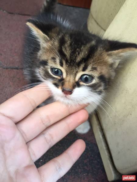 Tekir Kedi, Kedi  Maymuş fotoğrafı
