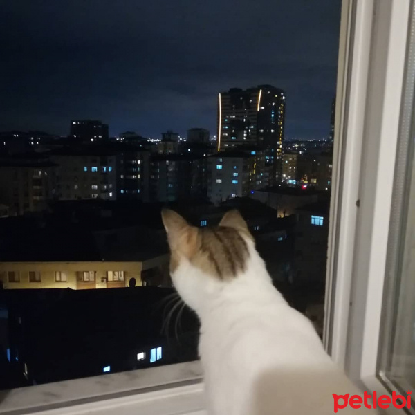 Tekir Kedi, Kedi  Leo fotoğrafı