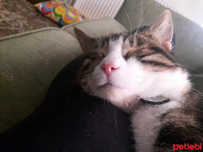 Tekir Kedi, Kedi  Max fotoğrafı