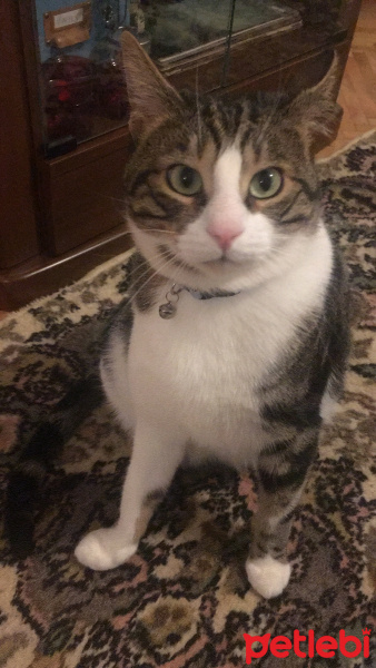 Tekir Kedi, Kedi  Max fotoğrafı