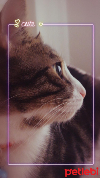Tekir Kedi, Kedi  Max fotoğrafı