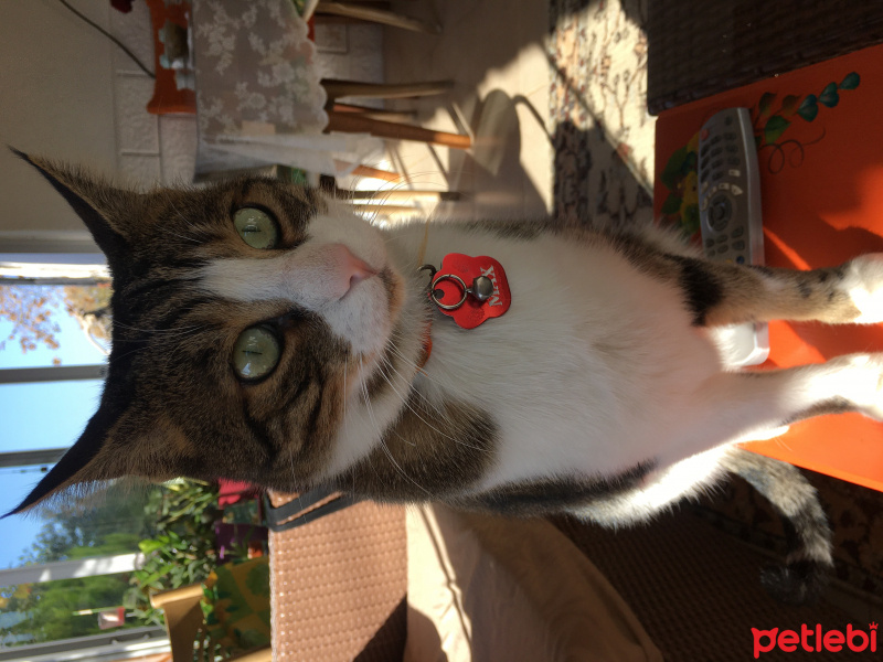 Tekir Kedi, Kedi  Max fotoğrafı