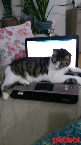Tekir Kedi, Kedi  Leo fotoğrafı