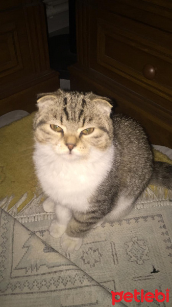 British Shorthair, Kedi  Tekir fotoğrafı