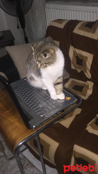 British Shorthair, Kedi  Tekir fotoğrafı