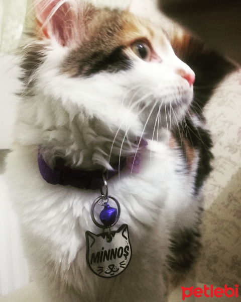 Tekir Kedi, Kedi  Minnoş fotoğrafı