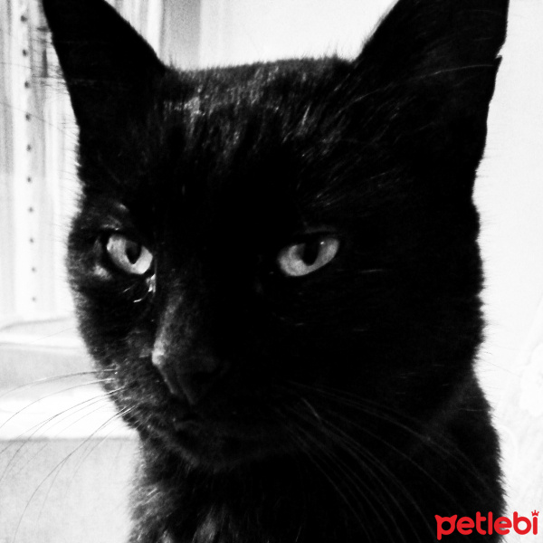 Bombay, Kedi  Kediş fotoğrafı