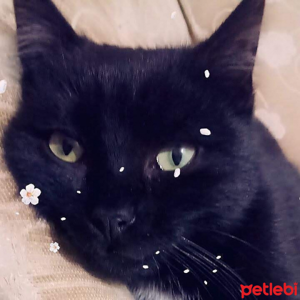 Bombay, Kedi  Kediş fotoğrafı