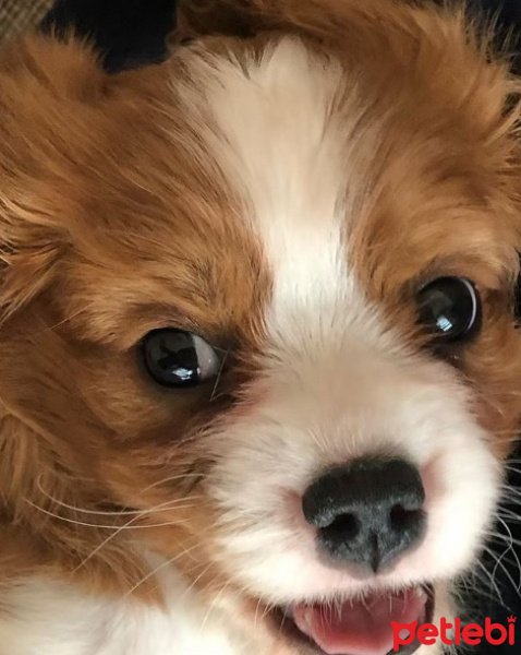 Cavalier King Charles Spanieli, Köpek  Miller fotoğrafı