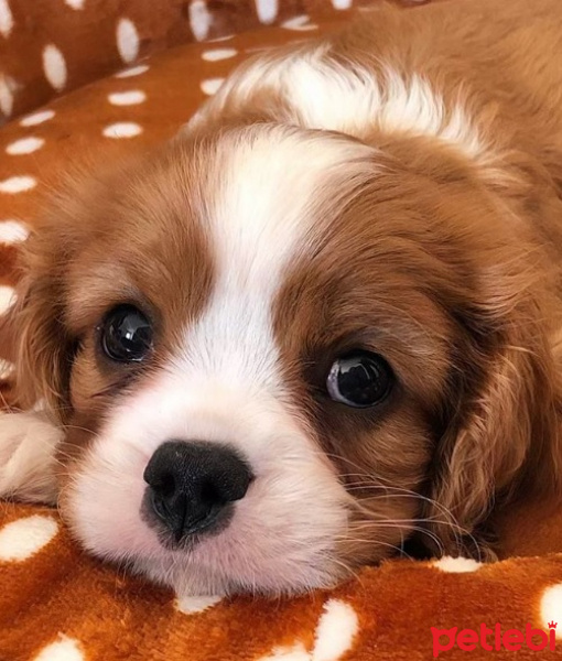 Cavalier King Charles Spanieli, Köpek  Miller fotoğrafı