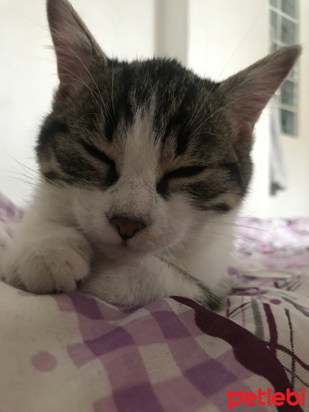 Van Kedisi, Kedi  Mila fotoğrafı