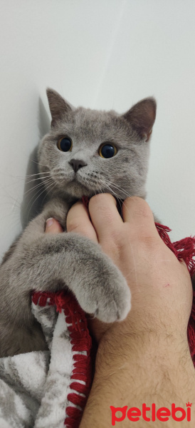 British Shorthair, Kedi  Oscar fotoğrafı