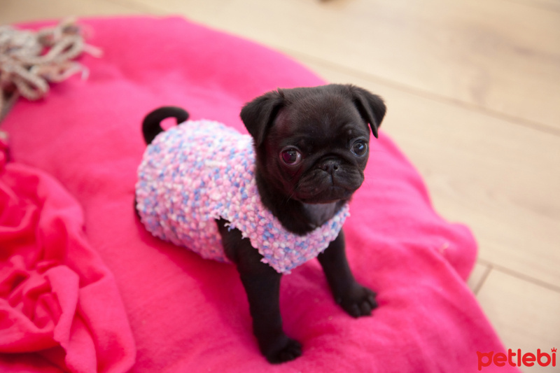 Pug, Köpek  Çiko fotoğrafı