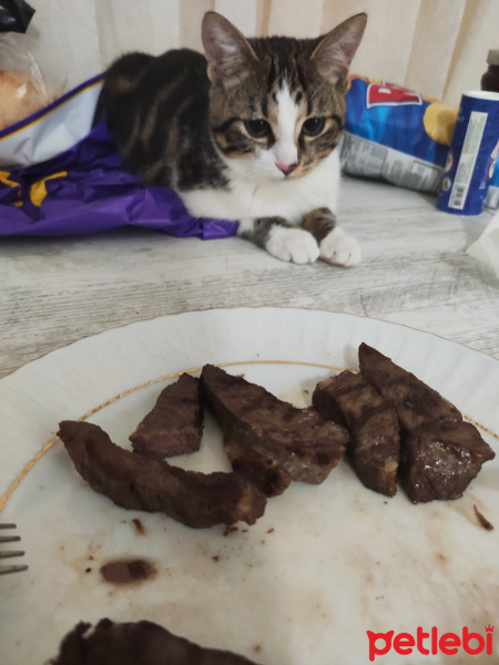 Tekir Kedi, Kedi  Lucifer fotoğrafı