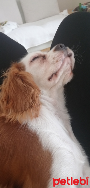 Cavalier King Charles Spanieli, Köpek  Çakıl fotoğrafı