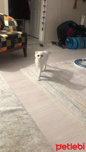 Scottish Fold, Kedi  Prenses fotoğrafı