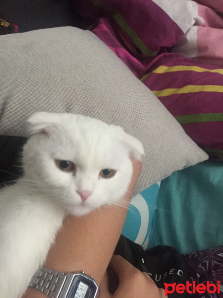 Scottish Fold, Kedi  Prenses fotoğrafı