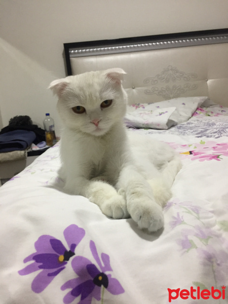 Scottish Fold, Kedi  Prenses fotoğrafı