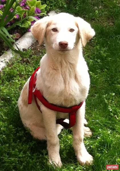 Labrador Retriever, Köpek  PAŞA fotoğrafı