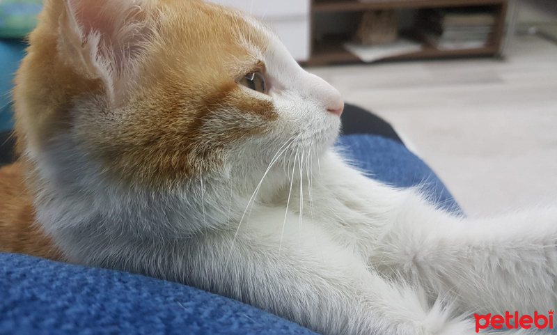 Tekir Kedi, Kedi  Şems fotoğrafı