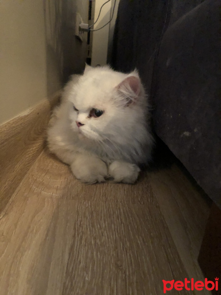 Scottish Fold, Kedi  Maria fotoğrafı