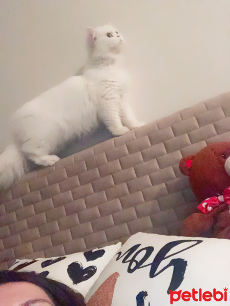 Scottish Fold, Kedi  Maria fotoğrafı