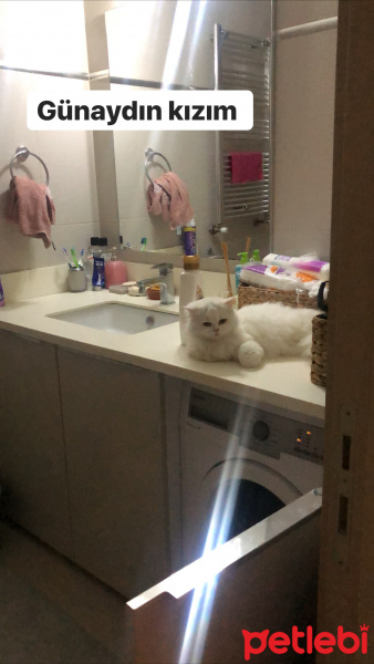 Scottish Fold, Kedi  Maria fotoğrafı