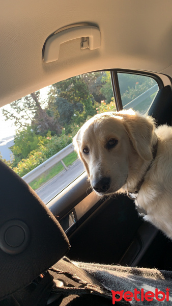 Golden Retriever, Köpek  Şarap fotoğrafı