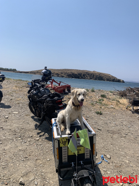 Golden Retriever, Köpek  Şarap fotoğrafı