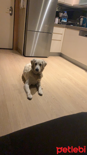Golden Retriever, Köpek  Şarap fotoğrafı