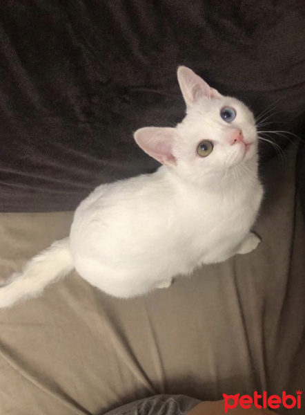 Van Kedisi, Kedi  Bulut fotoğrafı