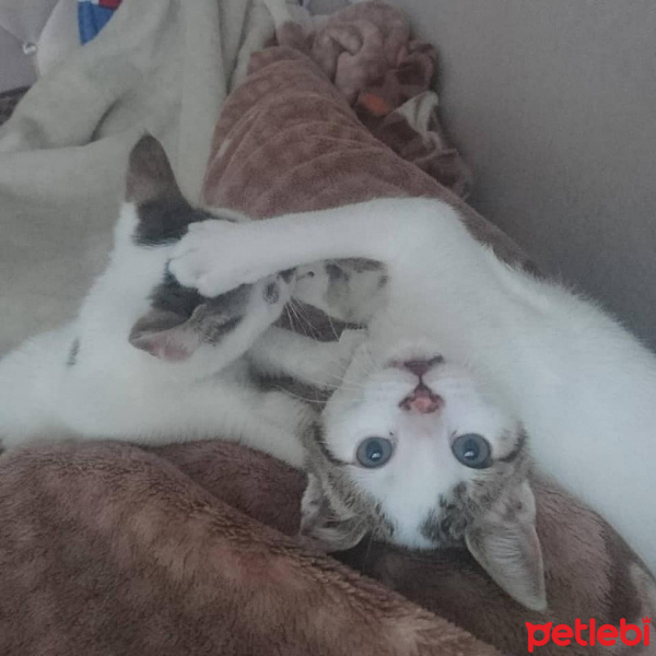 Tekir Kedi, Kedi  BENEK-TAVŞAN fotoğrafı