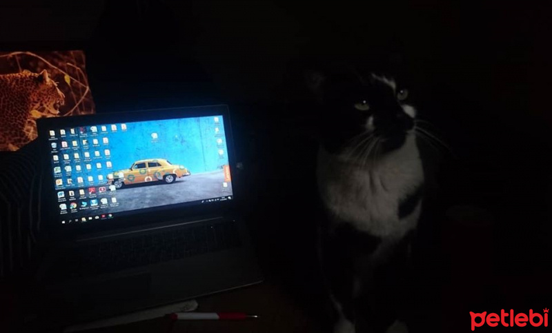 Tekir Kedi, Kedi  BENEK-TAVŞAN fotoğrafı
