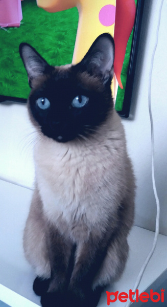 Siyam Kedisi, Kedi  Maya fotoğrafı