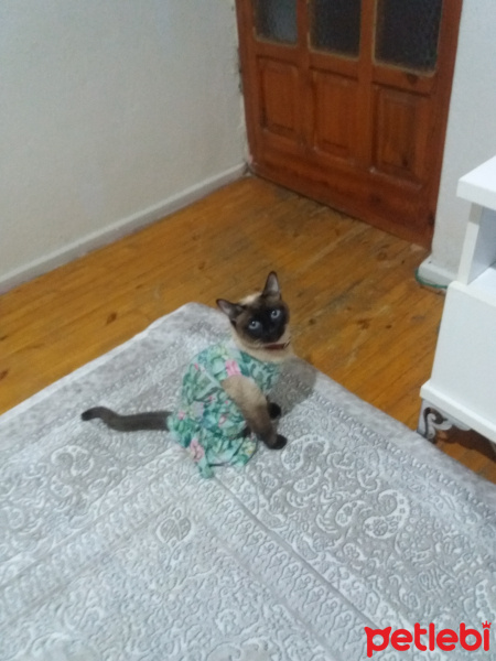 Siyam Kedisi, Kedi  Maya fotoğrafı