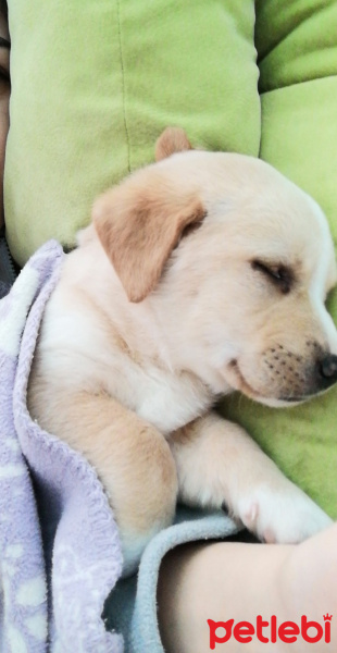 Golden Retriever, Köpek  Bety fotoğrafı