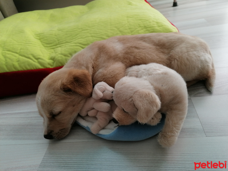 Golden Retriever, Köpek  Bety fotoğrafı