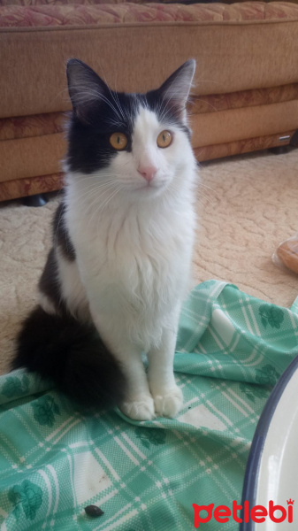 Tuxedo (Smokin) Kedi, Kedi  Müdür fotoğrafı