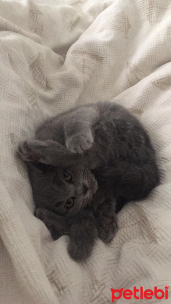 British Shorthair, Kedi  vogi fotoğrafı