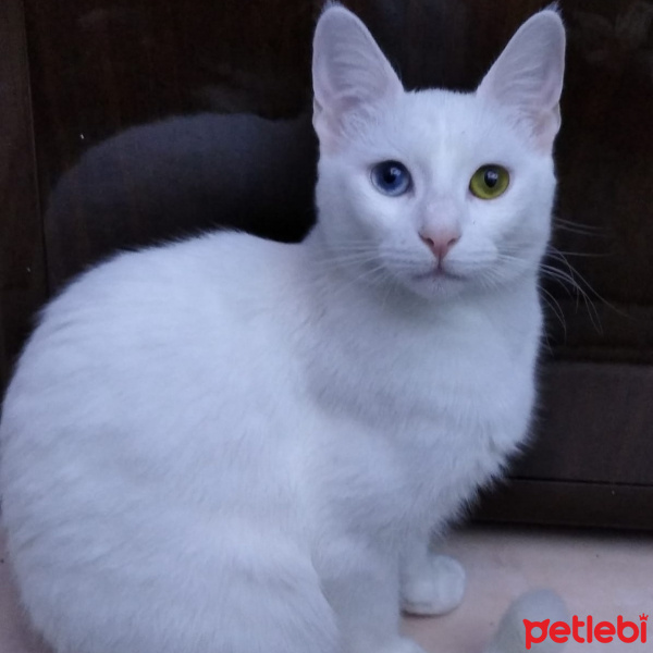Van Kedisi, Kedi  Kıraker fotoğrafı