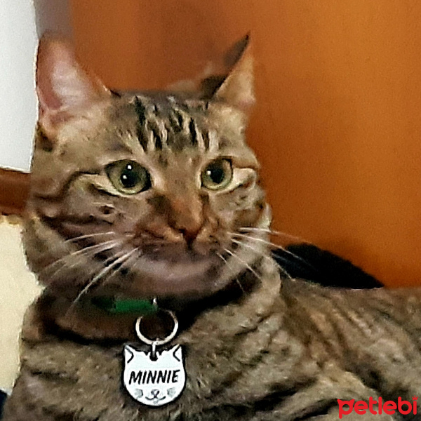 Tekir Kedi, Kedi  Minnie fotoğrafı