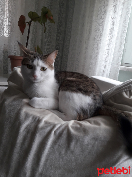 Tekir Kedi, Kedi  Mami fotoğrafı
