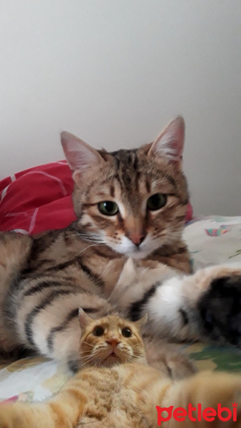 Tekir Kedi, Kedi  Osman fotoğrafı