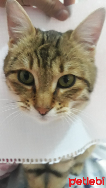 Tekir Kedi, Kedi  Osman fotoğrafı