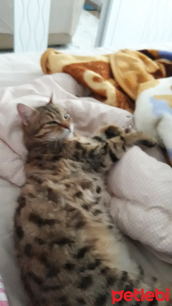 Tekir Kedi, Kedi  Osman fotoğrafı