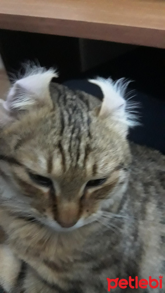 Tekir Kedi, Kedi  Osman fotoğrafı