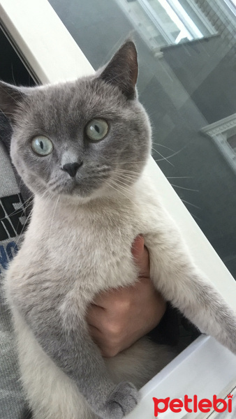 British Shorthair, Kedi  Duman fotoğrafı